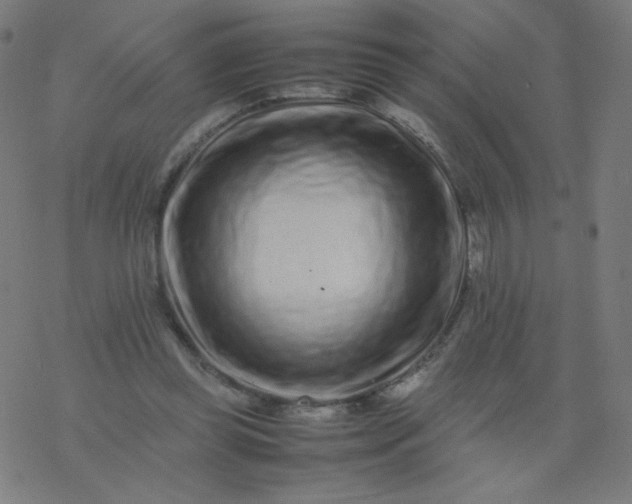 X0000077380349200611031942