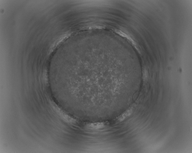 X0000077380353200611031942