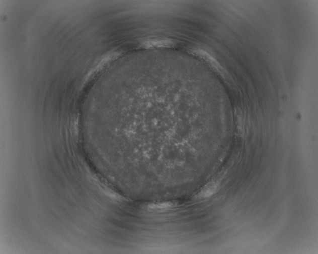 X0000077380357200611031942