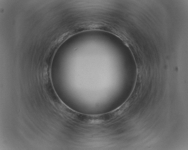 X0000077380360200611031942