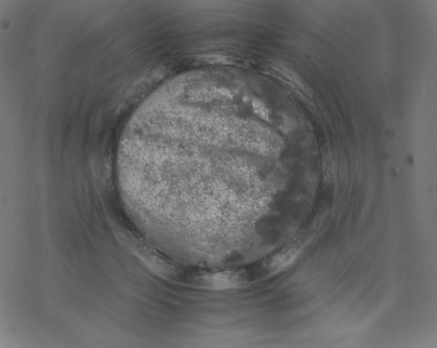 X0000077380365200611031942