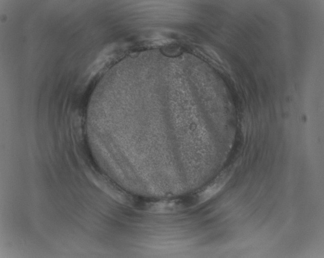 X0000077380366200611031942