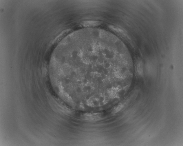 X0000077380367200611031942