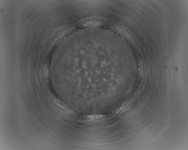 X0000077380371200611031942