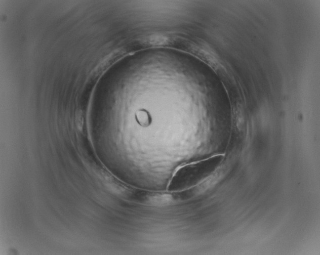 X0000077380374200611031942