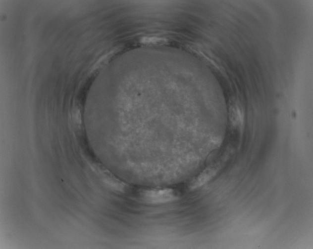 X0000077380375200611031942