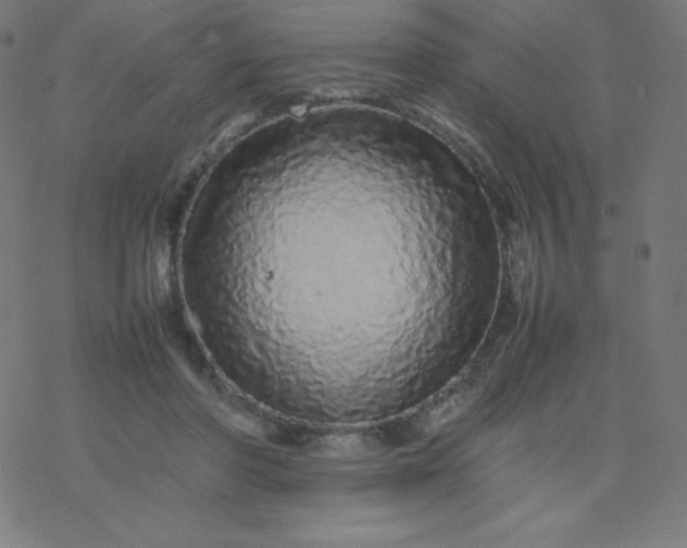 X0000077380406200611031941