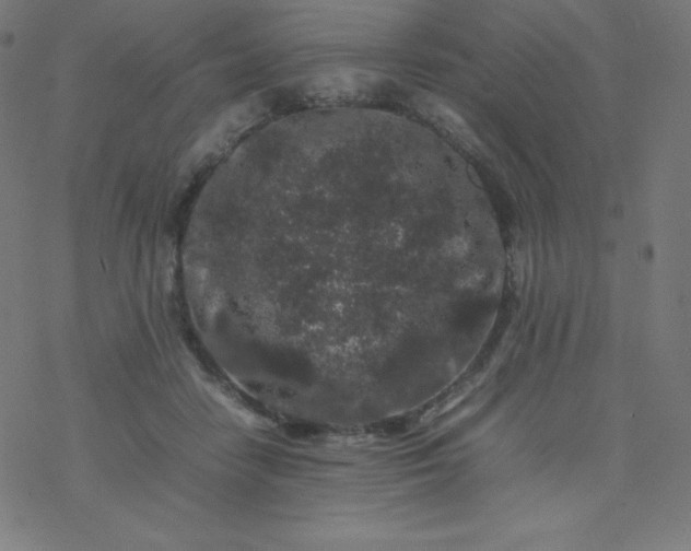 X0000077380458200611031941