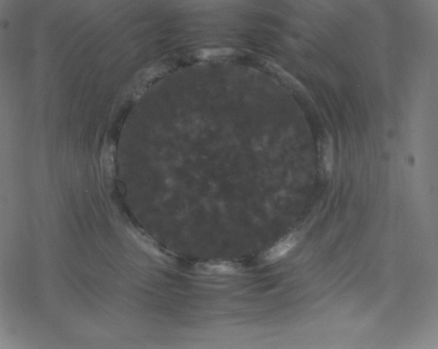 X0000077380475200611031941