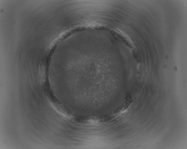 X0000077380496200611031940