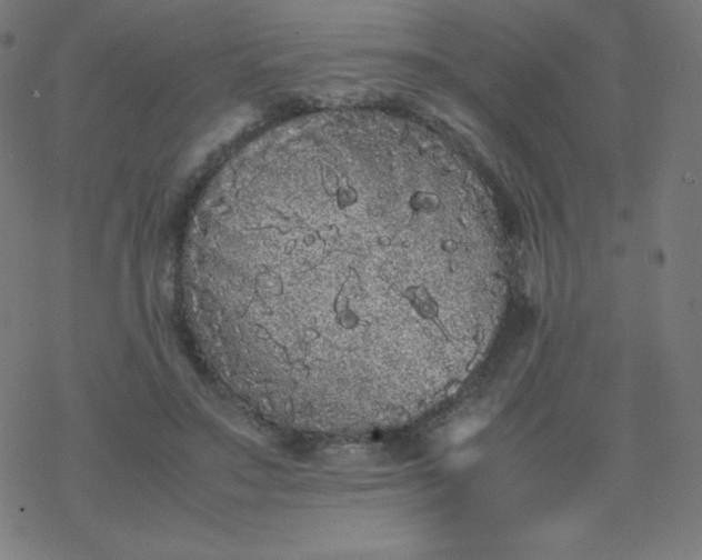 X0000077380499200611031940