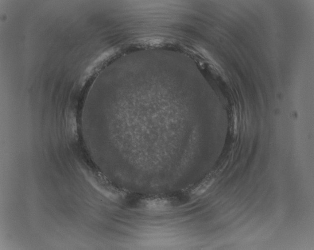 X0000077380500200611031940