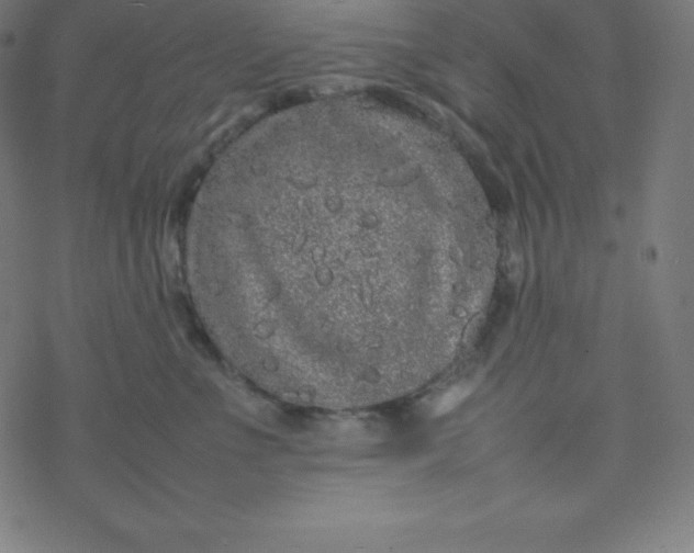 X0000077380523200611031939