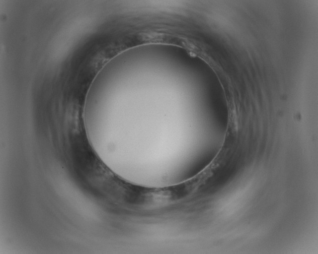 X0000077380525200611031939