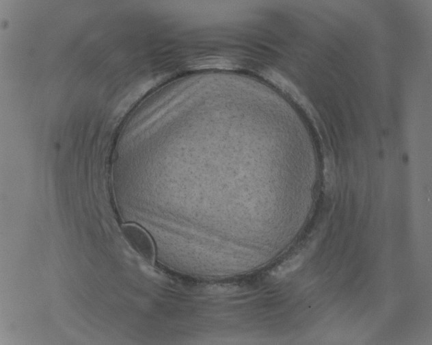 X0000077380529200611031939