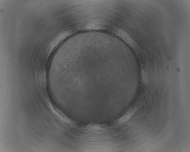 X0000077380534200611031939