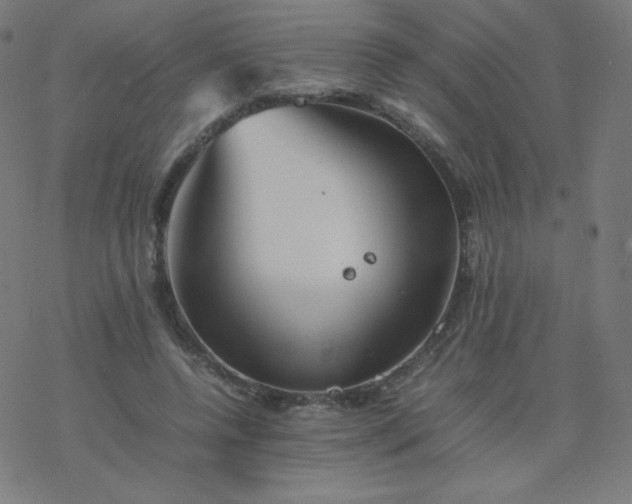 X0000077380544200611031939