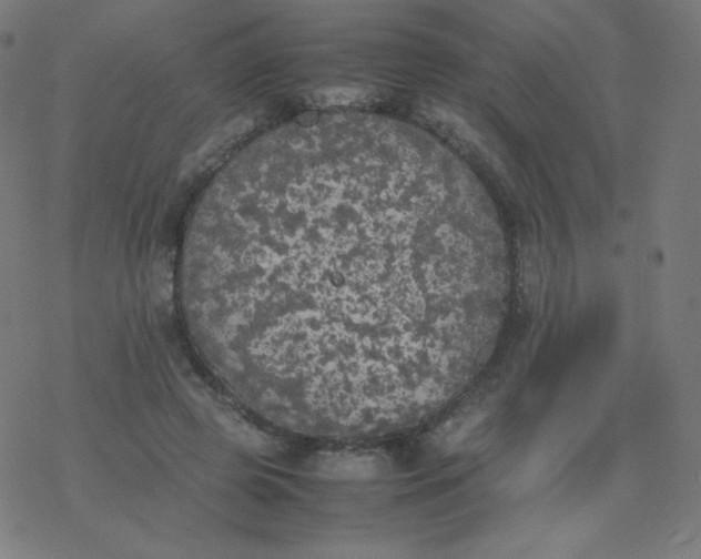 X0000077380545200611031939