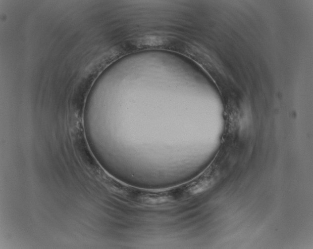 X0000077380555200611031939