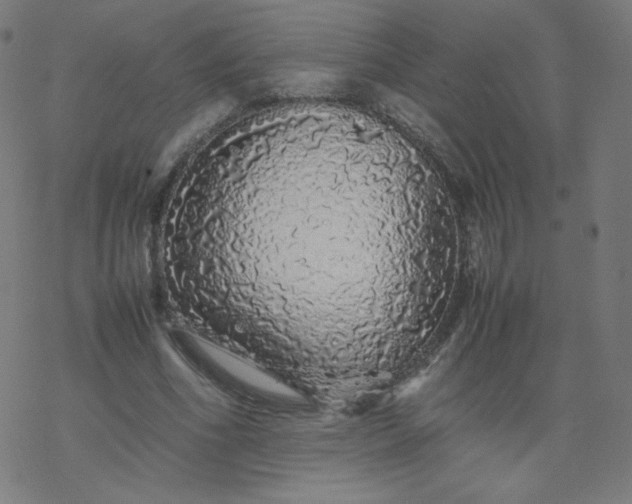 X0000077380586200611031938