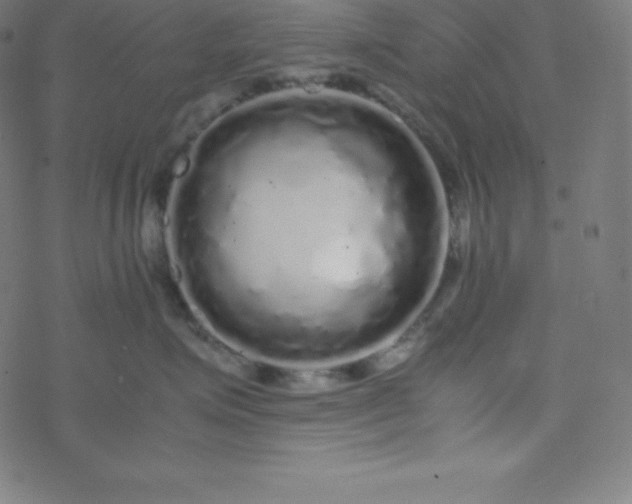 X0000077380623200611031938