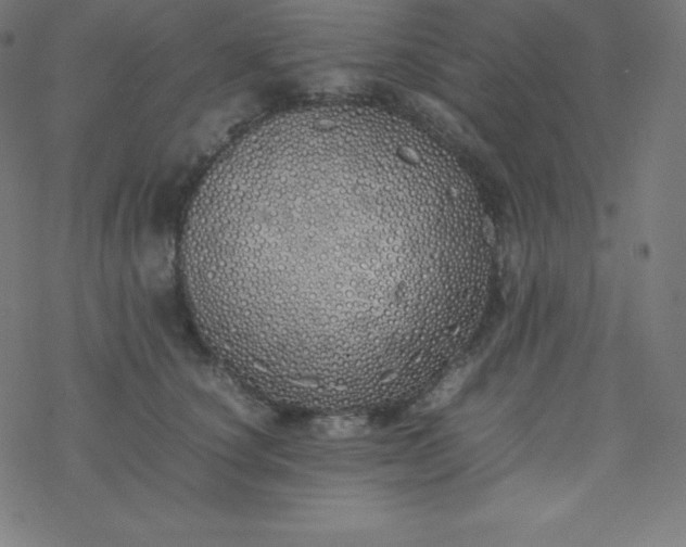 X0000077380660200611031938