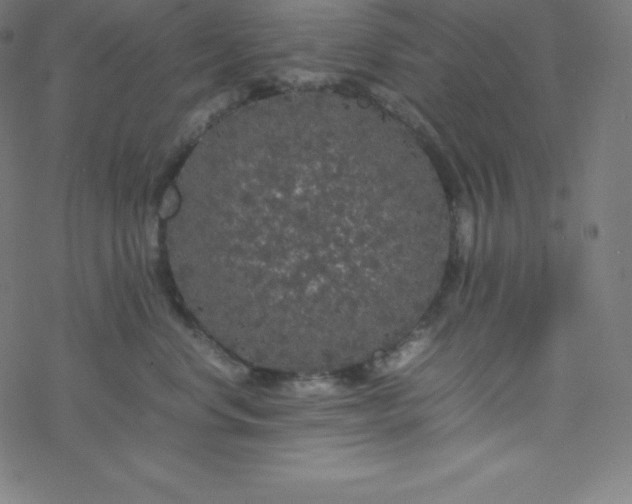 X0000077380668200611031938