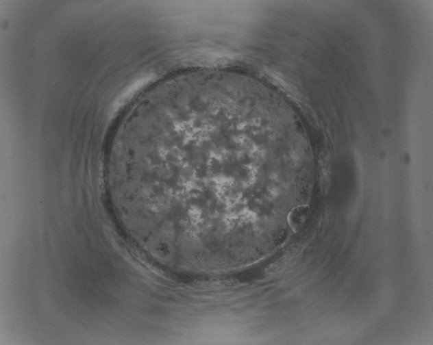 X0000077380679200611031937