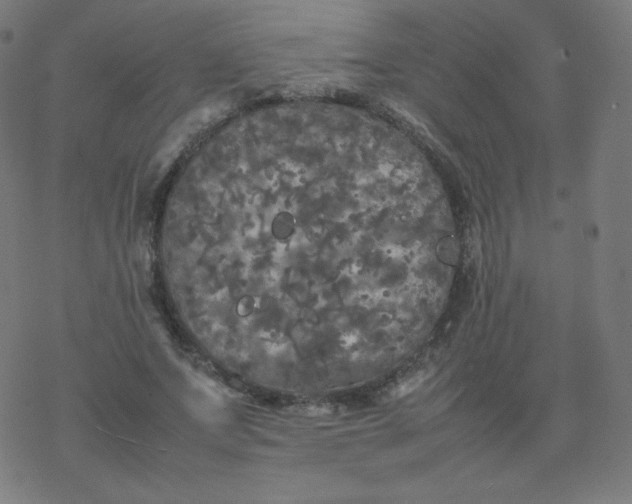 X0000077380687200611031937