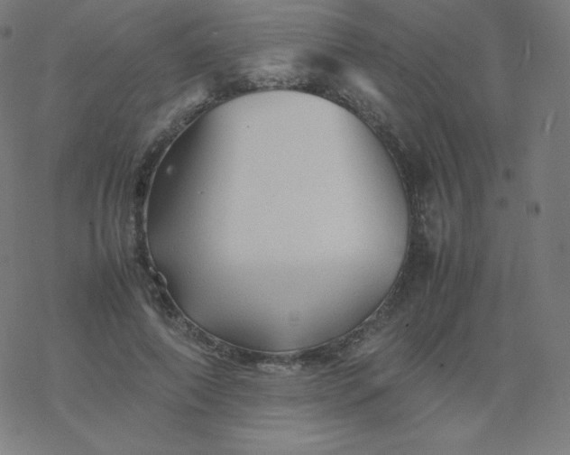 X0000077380690200611031937