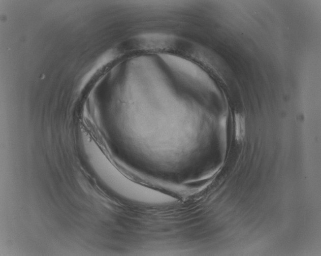 X0000077380723200611031935