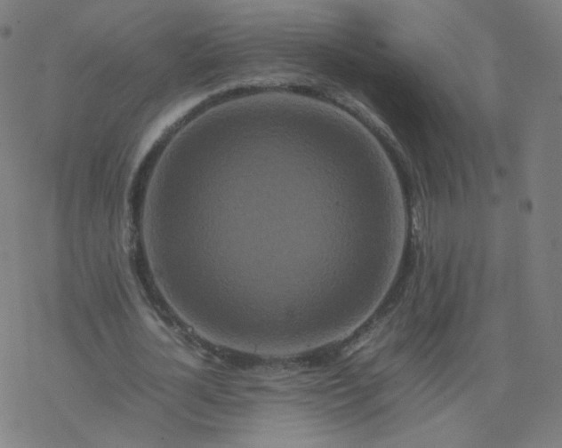 X0000077380724200611031936