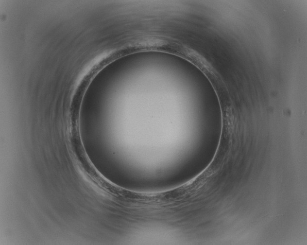 X0000077380726200611031936