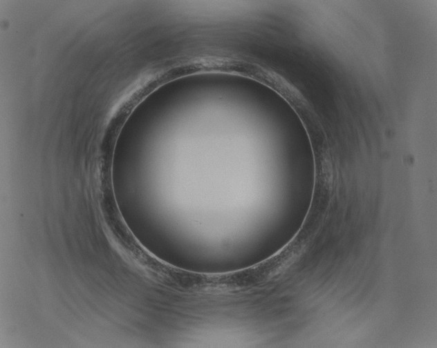 X0000077380730200611031936