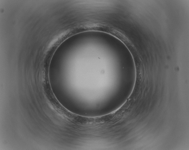 X0000077380732200611031936