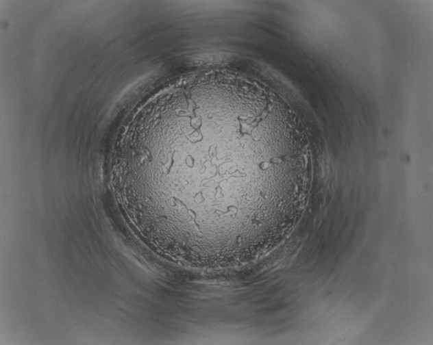 X0000077380733200611031936