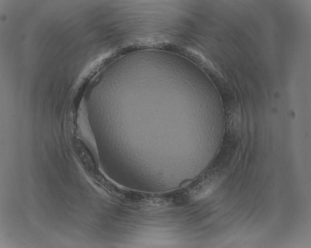 X0000077380736200611031936