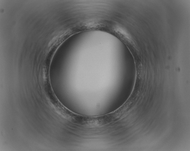 X0000077380740200611031936