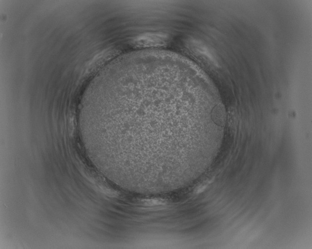 X0000077380741200611031936