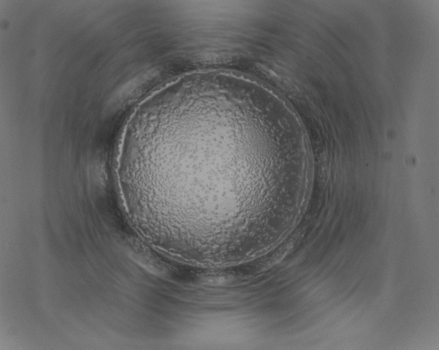 X0000077380746200611031936