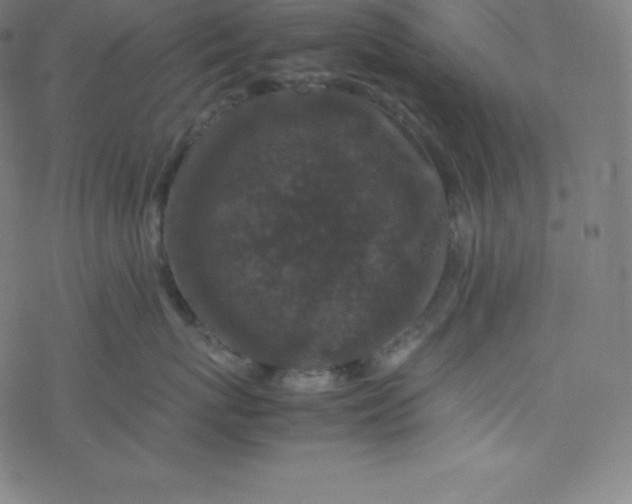 X0000077380767200611031936