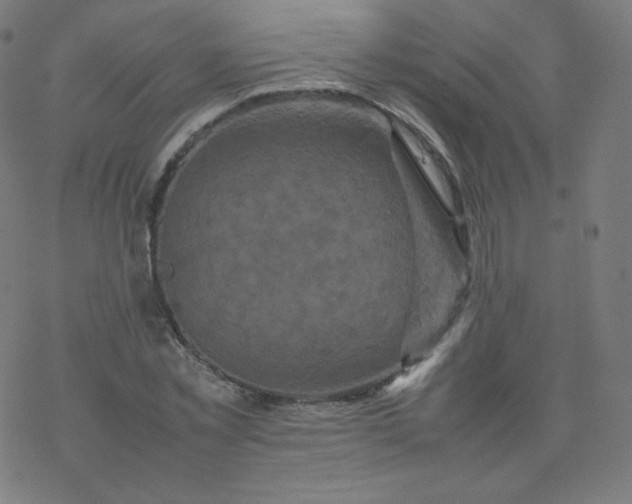 X0000077380781200611031935