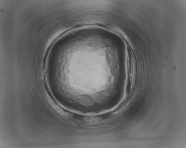 X0000077380795200611031935