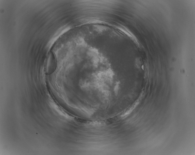 X0000077380806200611031935