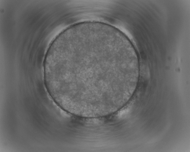 X0000077380807200611031935