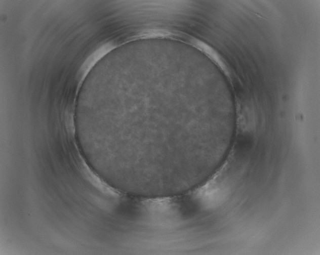 X0000077380810200611031935