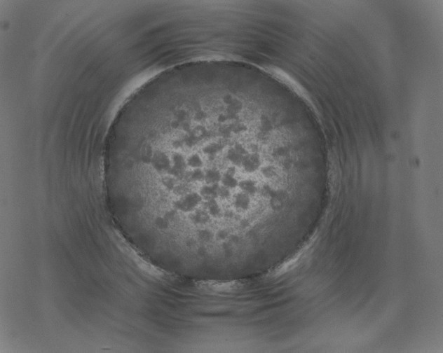 X0000077380831200611031934