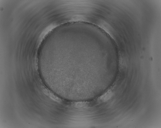 X0000077380832200611031934