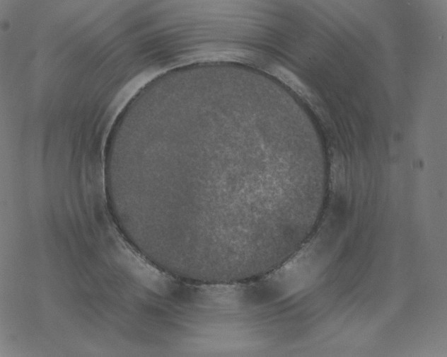 X0000077380836200611031934