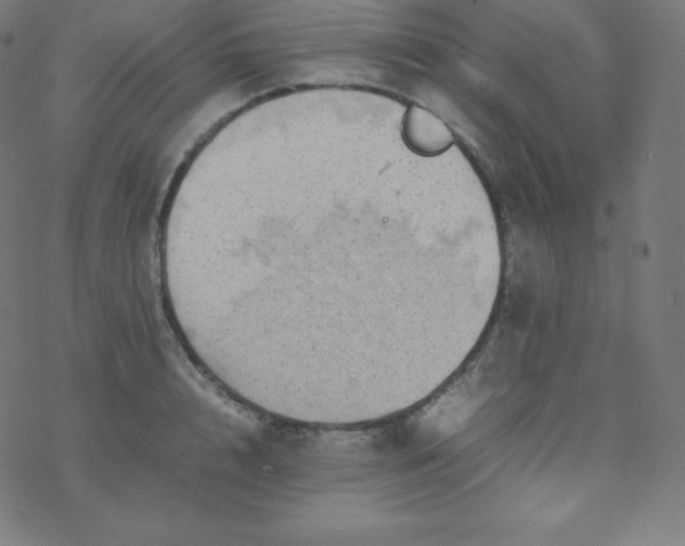 X0000077380848200611031934